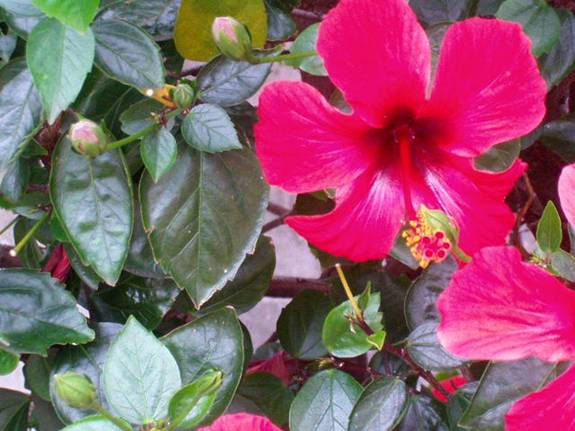 Kalash Nueva 100PCS Hibiscus rosa-sinensis SEMILLAS perenne de flores para la jardinería marrón 2 
