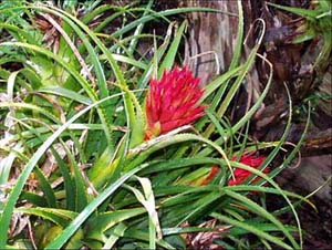 http://www.jardinenuruguay.com/Seminario/Aechmea.jpg